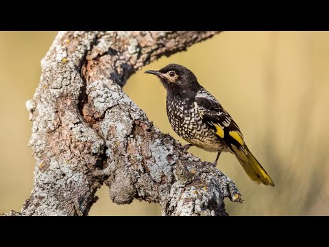 An endangered bird is forgetting its song as the species dies out | Video Abstract