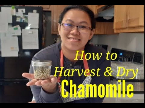 Harvesting and drying Chamomile for tea