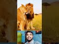 What did the Lioness do to the Lion? #Shorts #AnimalFacts