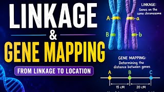 Ch.4heredity&amp; variations#linkage#recombinant#genemapping#drosophila#alfred strutvent#ncert#neet2027