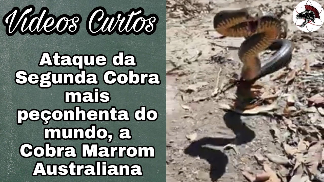 Ataque da Segunda Cobra Mais Venenosa do Mundo | Shorts | Biólogo Henrique o Biólogo das Cobras