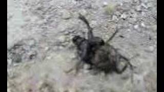 Kara Böcük Break Dance:) Arkadaşlar Biz Ters Çevirmedik Ken