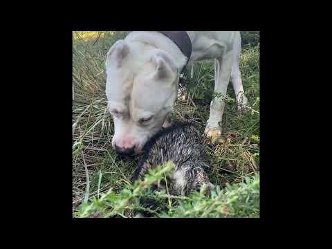 🔴 CAN a DOGO ARGENTINO HUNT RACCOON?? CHALLENGE ACCEPTED!!!