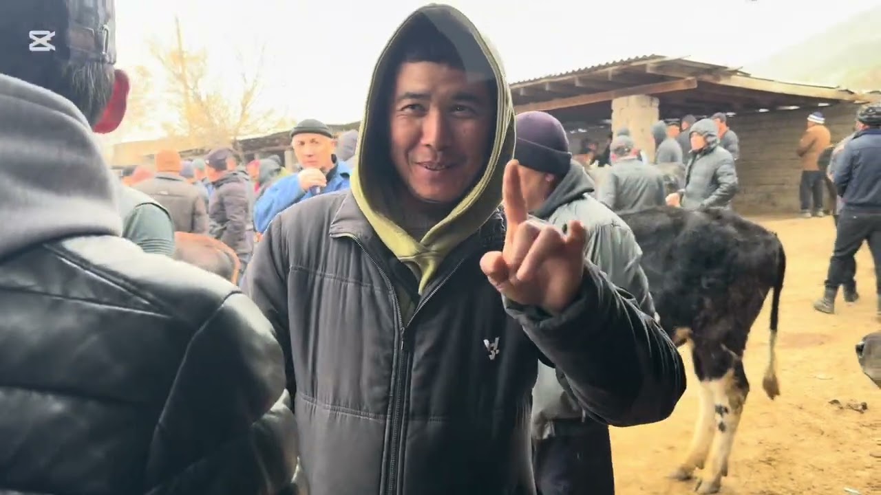 OLMALIQ MOL BOZOR BUQALAR Bozori 28.02.26 fermeruz #fermeruz #molbozor #qochqorlar #buqalar #sigirla