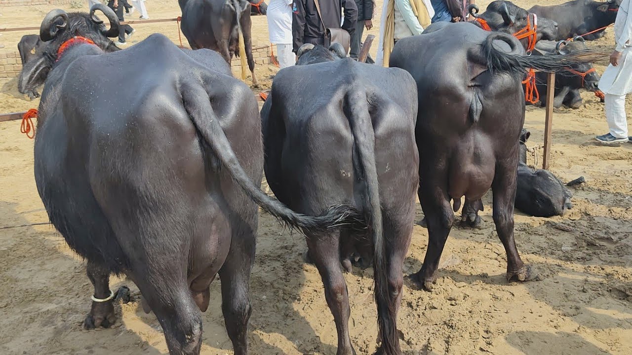 रावतसर में हर बुधवार को भैंसों की मंडी लगती है #cow #baffalo #vairal #reel #vairalpost #reels 