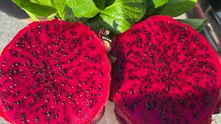 How To Tell If A Dragon Fruit Is Red Inside! #Pitaya