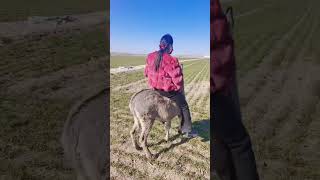 Funny Donkey Moments Training And Riding Donkeys 1125