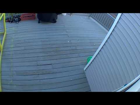 Bee Headbutts Blink Camera