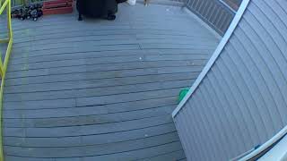 Bee Headbutts Blink Camera