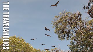 Flying fox island Flores Indonesia ??