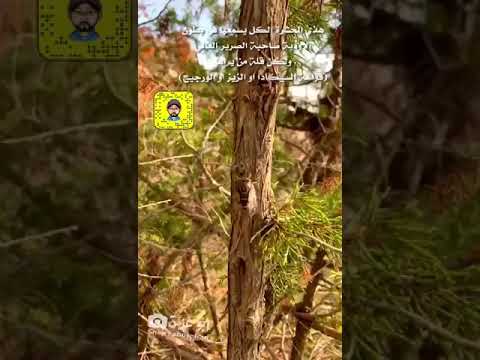 حشرة السيكادا الطنانة    