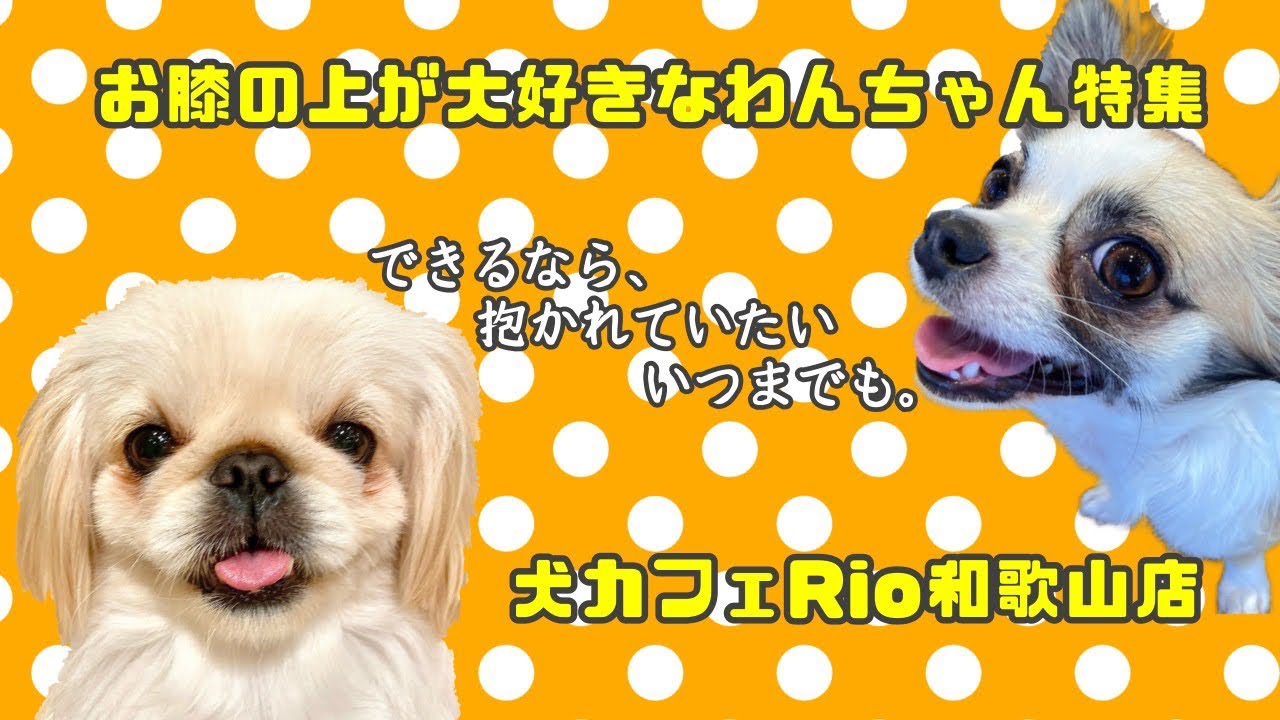いぬカフェrio和歌山店 お膝の上が大好きなわんちゃん特集 Youtube