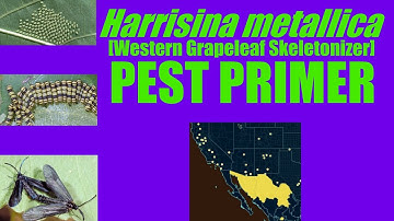 Harrisina metallica [Western Grapeleaf Skeletonizer] #PestPrimer