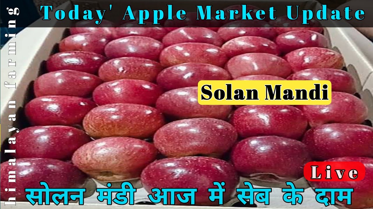 सोलन मंडी में आज सेब के दाम | Solan Mandi Apple Market Update | Must Watch  | Himalayan Farming