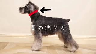 首輪・ハーフチョーク・ハーネス胴輪をオーダーの為のサイズ測り方動画（首・肩・頭・胴）/mmsu-ha