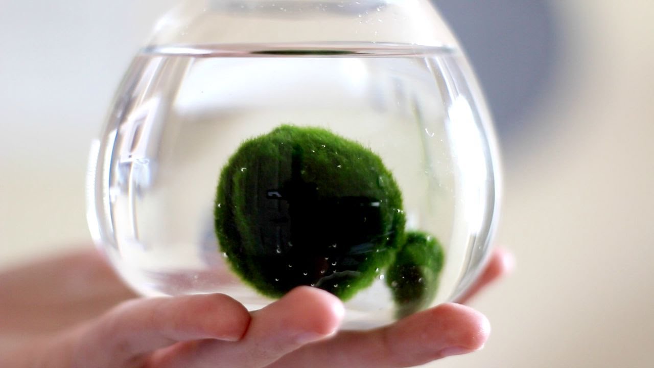 Marimo Moss Ball: Care, Water Parameters & Lighting - Video