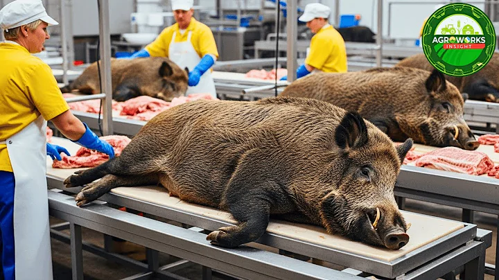 How Farmers Capture and Process Wild Boars – Inside the Secret Food Factory System