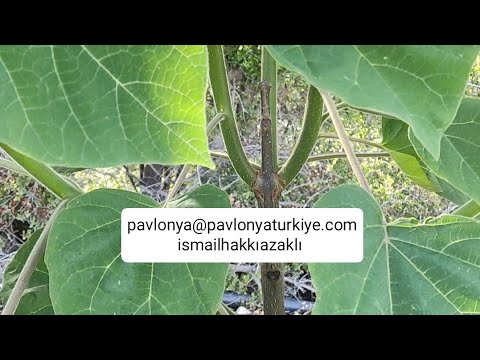 Video: Kral imperatriça ağaclarının budaması: Paulownia ağacını nə vaxt və necə budamaq olar