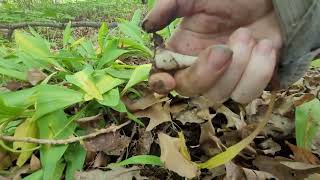 Harvesting Ramps while a Toad watches