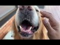 今日もセブン大好きハロさん
