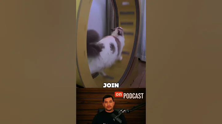 Video 11869981: red cat, cat meets, best cat