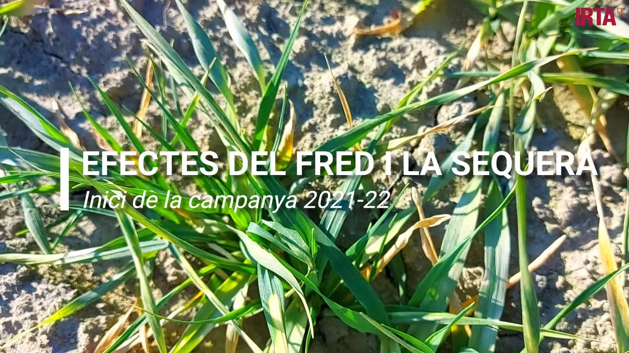Efectes del fred i la sequera. Inici de la campanya 2021-2022