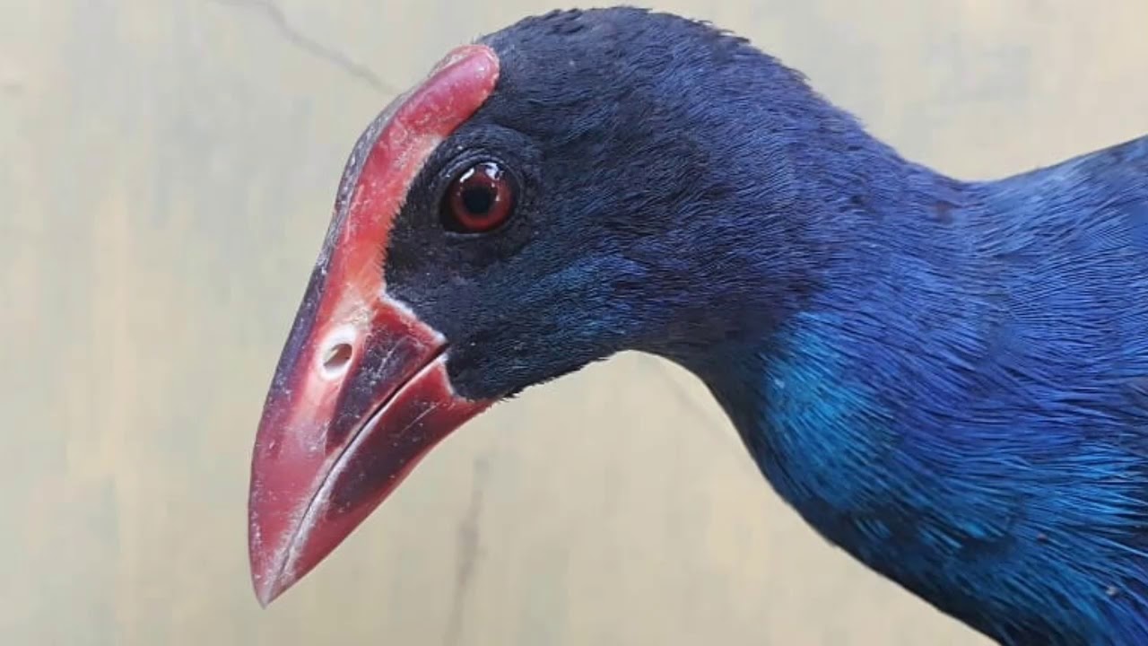 Mp3 Burung mandar batu besar baik di gunakan untuk di jadikan suara