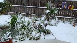 Snow in Austin Texas Palm Gardens 2021