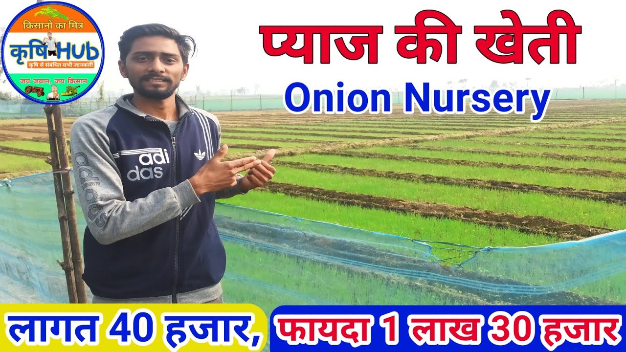 प्याज की खेती कैसे करें? Onion Nursery Kaise lagaye/ Onion Farming
