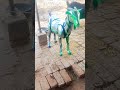 #trending #funny #lion