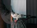 budgies baby growth of box #birds #lovebirds #parrot #petsvlog #petcare #wowbirds #aviary #lovebirds