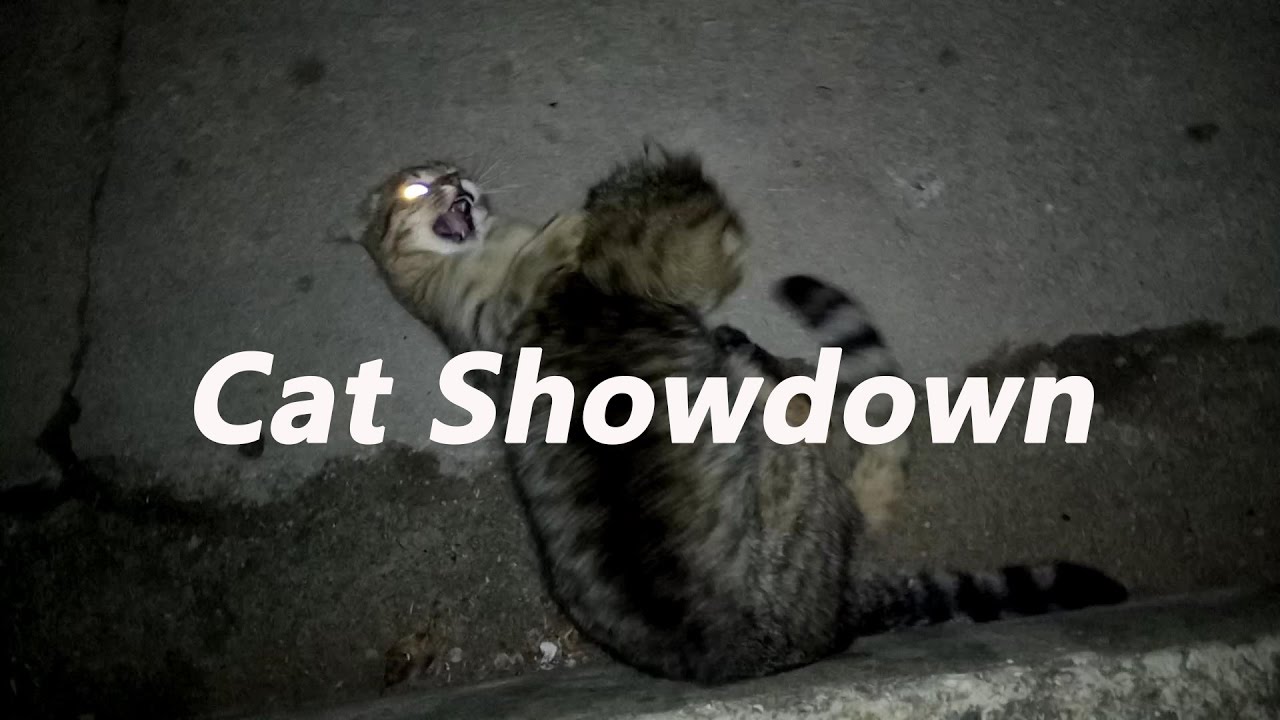 Funny Cat Showdown With Life Meter And Kicks Sound Effects YouTube