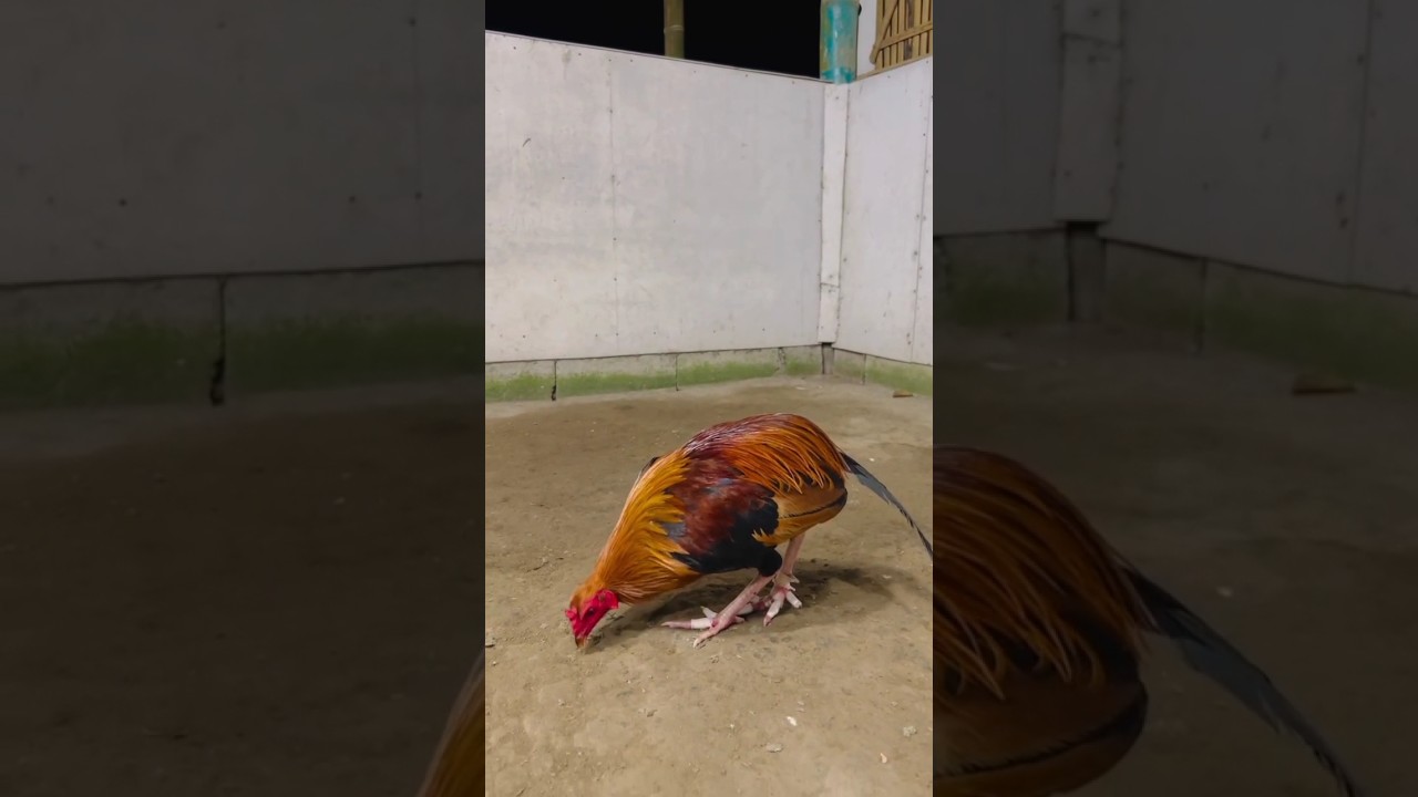 5x Winner Nawalan na ng BuntoT 