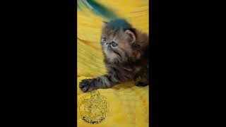 5 weeks old exotics kittens! by Bella's Legacy Cattery 153 views 9 months ago 1 minute, 46 seconds