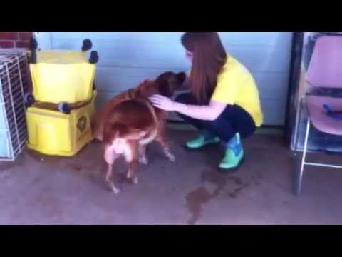 cats inn Furkids/Small Dog Rescue - Maddy & Lisbon