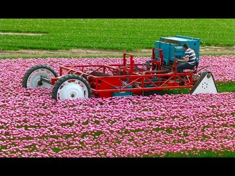 Tulpen koppen / Topping Tulips - Vido Fleur