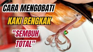 Cara mengobati kaki murai batu yang bengkak akibat keseleo dan digigit serangga