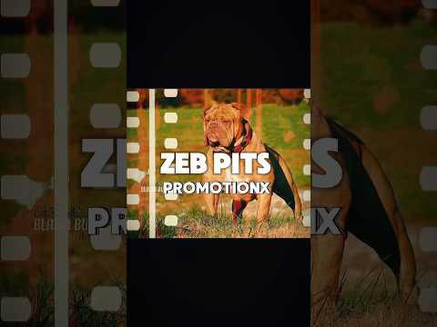 Zeb Pits Promotions