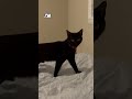 I M Not Insulting You I M Describing You Cat Catlovers Shortsviral I M Not Insulting You I M Describing You Cat Catlovers Shortsviral