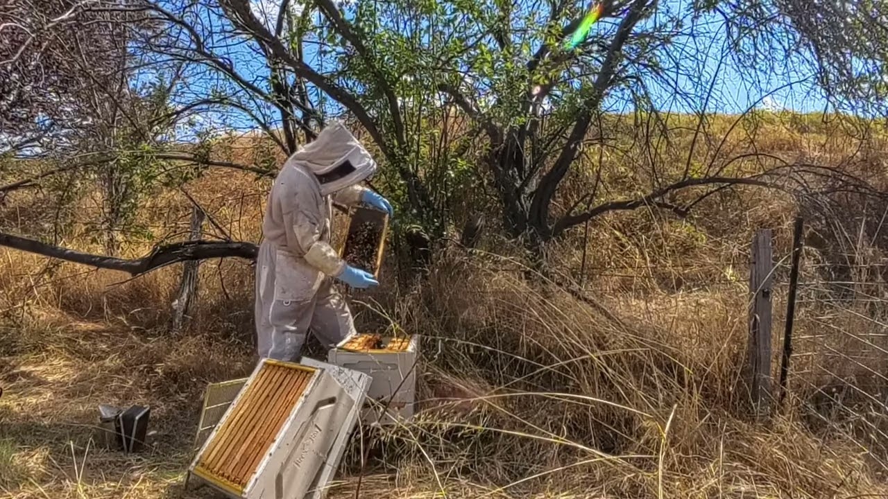 No Varroa This Week !!! My take on some Genetic traits