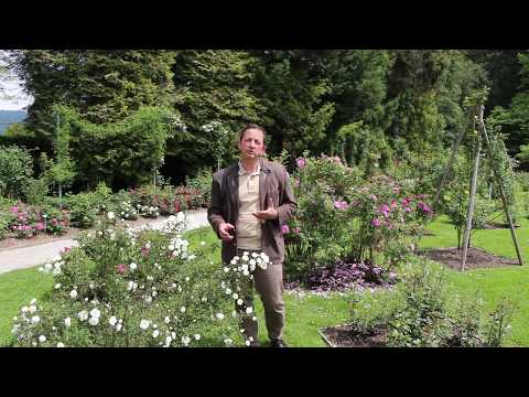 Video: Bleščeča Lepota Plezalnih Vrtnic. Reprodukcija