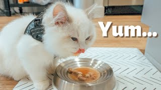 Cute Ragdoll Kitten Eating | Manju Eating Compilation by Furry Diary 789 views 1 year ago 2 minutes, 10 seconds