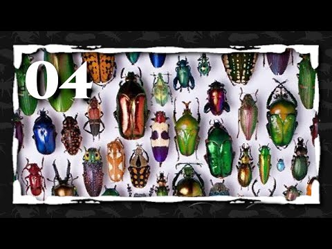 Video: Escarabajo de junio: una plaga que comienza su actividad cuando aún es una larva