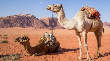 🌍 Vì sao lạc đà có thể sống và đi lại trên sa mạc nóng bỏng?