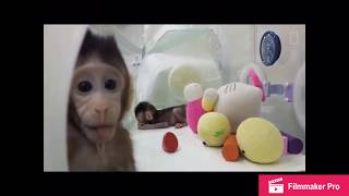 Things Come In Two’s | The Story of the Cloned Monkey | National Geographic