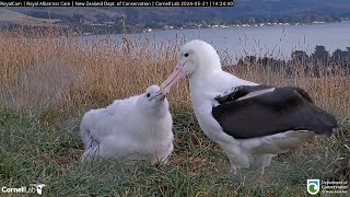 24.05.21 Royal Albatross Cam - LGL回來 LGL is back