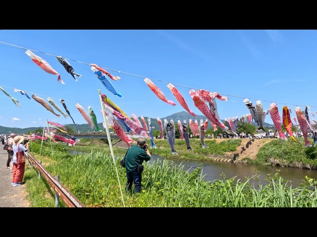 鯉のぼり26505 - YouTube 鯉のぼり26505 - YouTube
