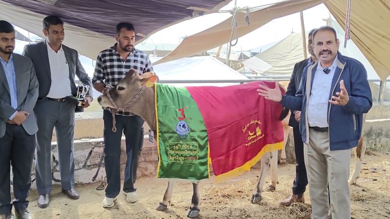 ABS India at PDFA Expo 2025 | Aulak Dairy Farm, Bhatinda | ABS Romeo Daughter Wins 3rd Position