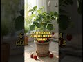 Cómo cultivar fresas en casa… ¡desde la fruta!