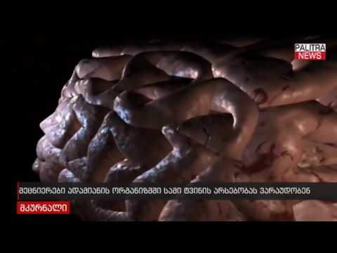 მეცნიერები ადამიანის ორგანიზმში სამი ტვინის არსებობას ვარაუდობენ